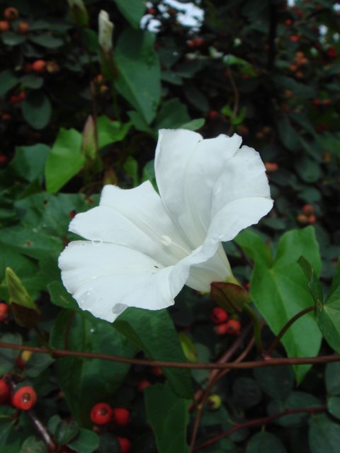 Calystegia sepium fleur